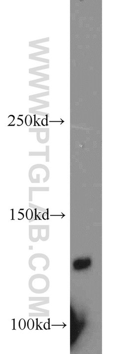 PLEKHA5 Rabbit anti-Human, Mouse, Rat, Polyclonal, Proteintech:Antibodies:Primary