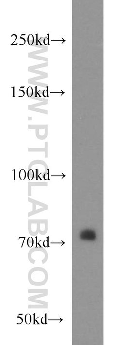 PLEKHA5 Rabbit anti-Human, Mouse, Rat, Polyclonal, Proteintech:Antibodies:Primary
