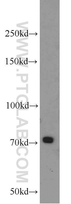 PLEKHA5 Rabbit anti-Human, Mouse, Rat, Polyclonal, Proteintech:Antibodies:Primary