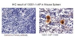 RAB37 Rabbit anti-Human, Mouse, Polyclonal, Proteintech 150 &mu;L; Unconjugated:Antibodies,