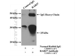 RAB37 Rabbit anti-Human, Mouse, Polyclonal, Proteintech 150 &mu;L; Unconjugated:Antibodies,