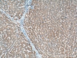 THRSP Rabbit anti-Human, Mouse, Rat, Polyclonal, Proteintech:Antibodies:Primary