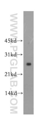 Thumbnail_LXN Rabbit anti-Human, Mouse, Rat, Polyclonal, Proteintech 20 &mu;L; Unconjugated:Anticorps,