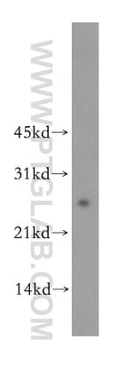Thumbnail_LXN Rabbit anti-Human, Mouse, Rat, Polyclonal, Proteintech 20 &mu;L; Unconjugated:Anticorps,