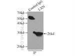 Thumbnail_LXN Rabbit anti-Human, Mouse, Rat, Polyclonal, Proteintech 20 &mu;L; Unconjugated:Anticorps,
