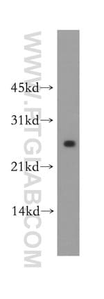 Thumbnail_LXN Rabbit anti-Human, Mouse, Rat, Polyclonal, Proteintech 20 &mu;L; Unconjugated:Anticorps,
