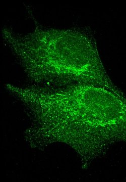 MACF1 Rabbit anti-Human, Mouse, Rat, Polyclonal, Proteintech:Antibodies:Primary