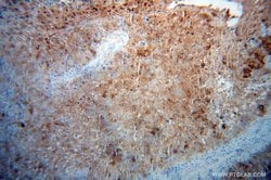 CALML5 Rabbit anti-Human, Polyclonal, Proteintech 150 &mu;L; Unconjugated:Antibodies,