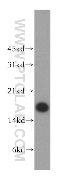 CALML5 Rabbit anti-Human, Polyclonal, Proteintech 150 &mu;L; Unconjugated:Antibodies,