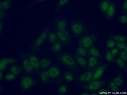 CDK2AP1 Rabbit anti-Human, Polyclonal, Proteintech:Antibodies:Primary Antibodies