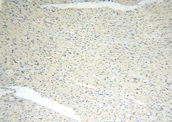 CDK2AP1 Rabbit anti-Human, Polyclonal, Proteintech:Antibodies:Primary Antibodies