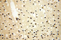 CDK2AP1 Rabbit anti-Human, Polyclonal, Proteintech:Antibodies:Primary Antibodies