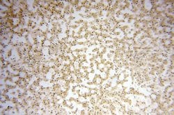 CDK2AP1 Rabbit anti-Human, Polyclonal, Proteintech:Antibodies:Primary Antibodies