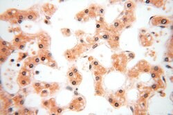 CDK2AP1 Rabbit anti-Human, Polyclonal, Proteintech:Antibodies:Primary Antibodies