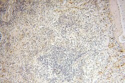 CDK2AP1 Rabbit anti-Human, Polyclonal, Proteintech:Antibodies:Primary Antibodies
