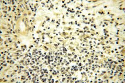 CDK2AP1 Rabbit anti-Human, Polyclonal, Proteintech:Antibodies:Primary Antibodies