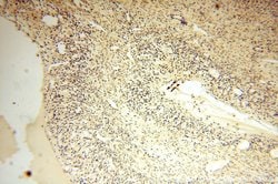 CDK2AP1 Rabbit anti-Human, Polyclonal, Proteintech:Antibodies:Primary Antibodies