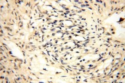 CDK2AP1 Rabbit anti-Human, Polyclonal, Proteintech:Antibodies:Primary Antibodies