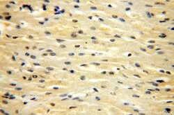 CDK2AP1 Rabbit anti-Human, Polyclonal, Proteintech:Antibodies:Primary Antibodies
