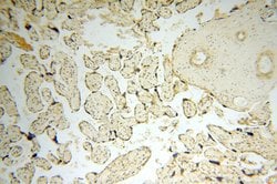 CDK2AP1 Rabbit anti-Human, Polyclonal, Proteintech:Antibodies:Primary Antibodies