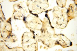 CDK2AP1 Rabbit anti-Human, Polyclonal, Proteintech:Antibodies:Primary Antibodies
