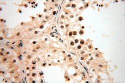 CDK2AP1 Rabbit anti-Human, Polyclonal, Proteintech:Antibodies:Primary Antibodies