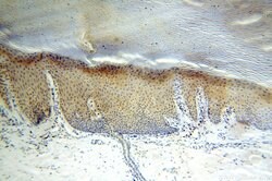 CDK2AP1 Rabbit anti-Human, Polyclonal, Proteintech:Antibodies:Primary Antibodies