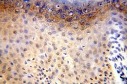 CDK2AP1 Rabbit anti-Human, Polyclonal, Proteintech:Antibodies:Primary Antibodies