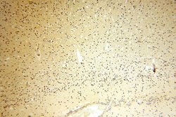 CDK2AP1 Rabbit anti-Human, Polyclonal, Proteintech:Antibodies:Primary Antibodies
