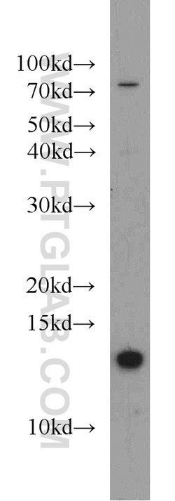 CDK2AP1 Rabbit anti-Human, Polyclonal, Proteintech:Antibodies:Primary Antibodies