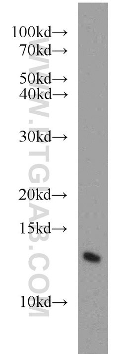 CDK2AP1 Rabbit anti-Human, Polyclonal, Proteintech:Antibodies:Primary Antibodies