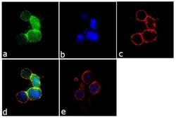 Invitrogen Zap-70 Monoclonal Antibody (ZAP-70-6F7) 100 &mu;g; Unconjugated:Antibodies,