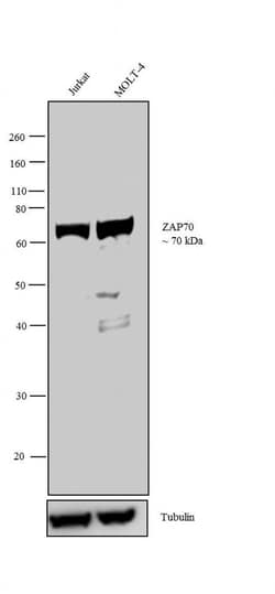 Invitrogen Zap-70 Monoclonal Antibody (ZAP-70-6F7) 100 &mu;g; Unconjugated:Antibodies,