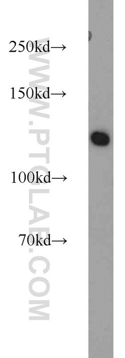 SMARCA5 Rabbit anti-Human, Mouse, Rat, Polyclonal, Proteintech:Antibodies:Primary