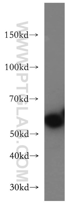 SLC1A4 Rabbit anti-Human, Mouse, Rat, Polyclonal, Proteintech 150 &mu;L;