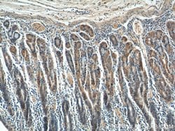 CCK Rabbit anti-Human, Polyclonal, Proteintech 150 &mu;L; Unconjugated:Antibodies,