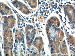 CCK Rabbit anti-Human, Polyclonal, Proteintech 150 &mu;L; Unconjugated:Antibodies,