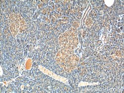 CCK Rabbit anti-Human, Polyclonal, Proteintech 150 &mu;L; Unconjugated:Antibodies,