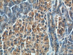 CCK Rabbit anti-Human, Polyclonal, Proteintech 150 &mu;L; Unconjugated:Antibodies,