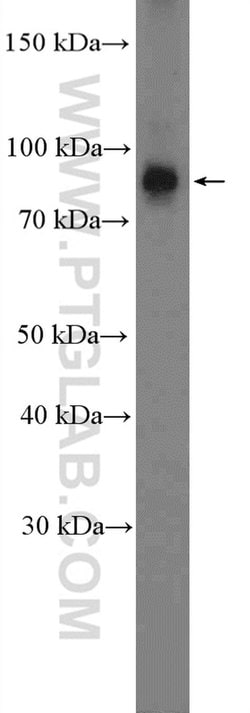 NUP93 Rabbit anti-Human, Mouse, Rat, Polyclonal, Proteintech:  