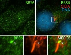 BBS6 Rabbit anti-Human, Mouse, Rat, Polyclonal, Proteintech:Antibodies:Primary