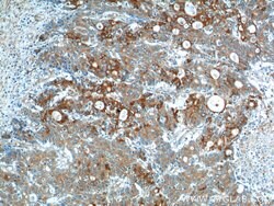 IL-17 Rabbit anti-Human, Polyclonal, Proteintech 150 &mu;L; Unconjugated:Antibodies,