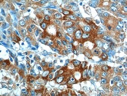 IL-17 Rabbit anti-Human, Polyclonal, Proteintech 150 &mu;L; Unconjugated:Antibodies,