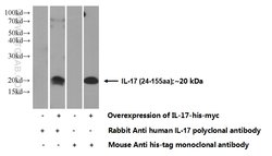 IL-17 Rabbit anti-Human, Polyclonal, Proteintech 150 &mu;L; Unconjugated:Antibodies,
