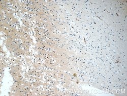 PEX5L Rabbit anti-Human, Mouse, Rat, Polyclonal, Proteintech:Antibodies:Primary