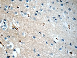 PEX5L Rabbit anti-Human, Mouse, Rat, Polyclonal, Proteintech:Antibodies:Primary