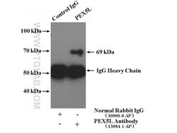 PEX5L Rabbit anti-Human, Mouse, Rat, Polyclonal, Proteintech:Antibodies:Primary