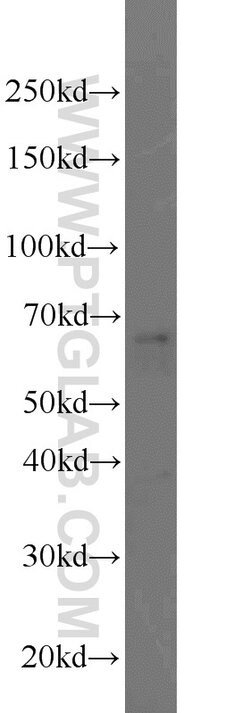 PEX5L Rabbit anti-Human, Mouse, Rat, Polyclonal, Proteintech:Antibodies:Primary