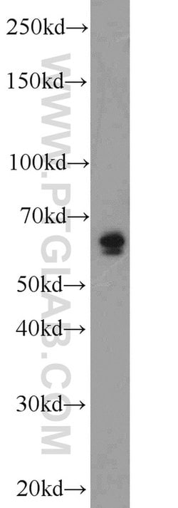 PEX5L Rabbit anti-Human, Mouse, Rat, Polyclonal, Proteintech:Antibodies:Primary