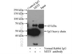 MITF Rabbit anti-Human, Mouse, Rat, Polyclonal, Proteintech:Antibodies:Primary